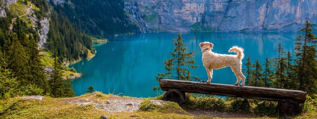 Dogventures.nl - Avonturen voor en met je hond